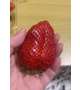 いちご🍓