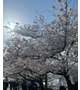 桜花爛漫