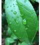 青梅雨