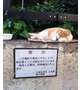 おっはよ