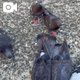 鳥さんも元気🦅
