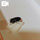 我が家に…