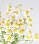 今週末のお知らせ...🍀