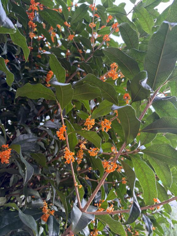 金木犀