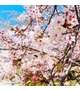 🌸大切なご報告です🌸