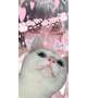 おつひなです🐣