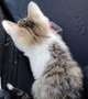 猫な話
