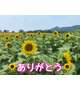 🌻お礼🌻