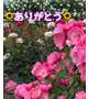 🌻お礼🌻