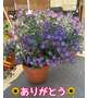 🌻お礼🌻