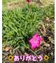 🌻お礼🌻