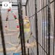 今日のインコ。