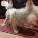 オジィのオヤツタイム。