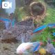 朝食中の熱帯魚。
