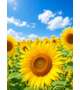 今日から4日間🌻‪🔆‬