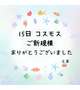 15日 コスモス ご新規様