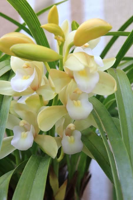 ききCAの写真メ日記