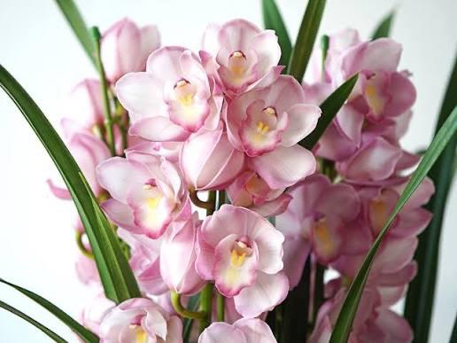 ききCAの写真メ日記