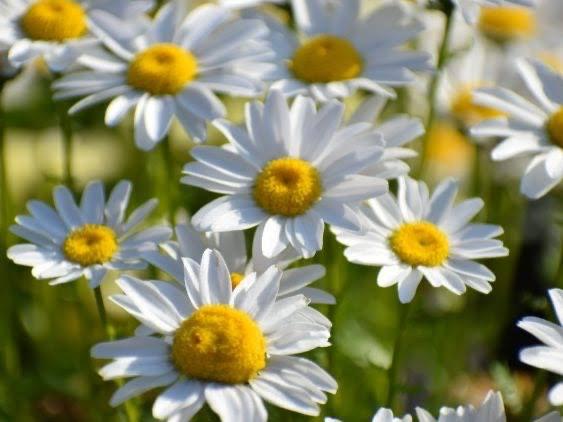 ききCAの写真メ日記