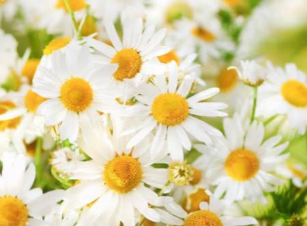 ききCAの写真メ日記