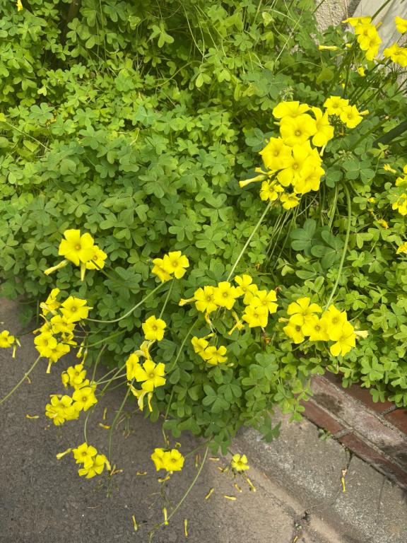 🐝⋆゜親切とは…