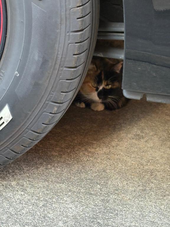 🐝⋆゜おはようございます♡