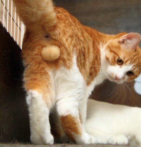 [お題]from:変態パンストPちゃんさん