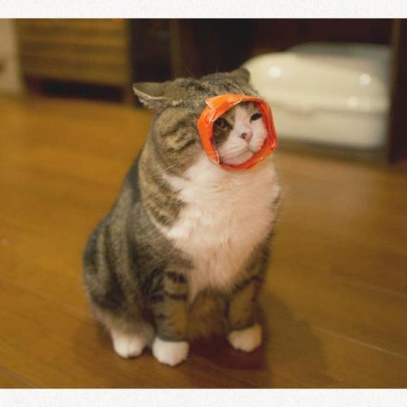 [お題]from:ねずみさん