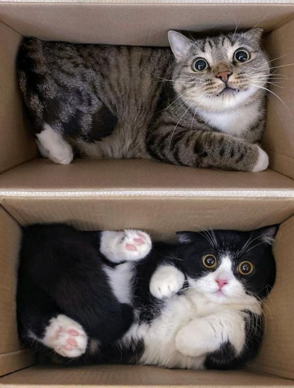 [お題]from:ちょっといいシャンプさん