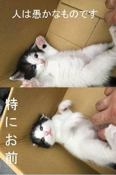 [お題]from:ジンギスカン未経験さん