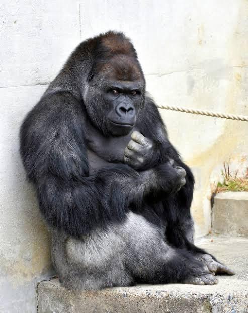 🩵競馬脳🧠すぎる