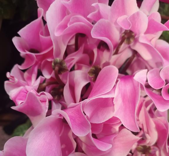 おはようございます☺️✨✨