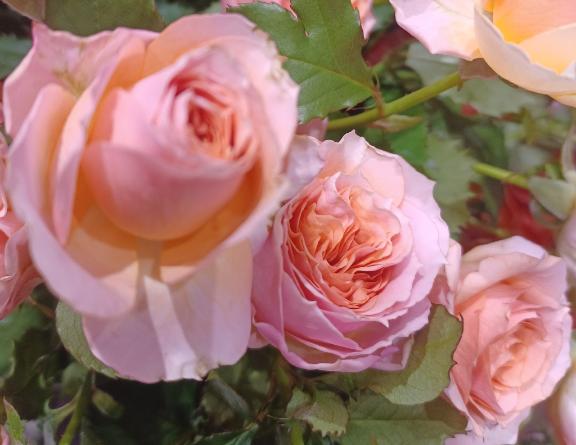 おはようございます☺️✨✨