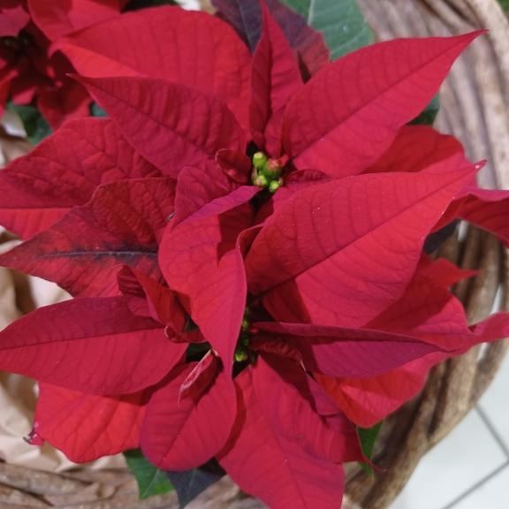 メリークリスマス🎄