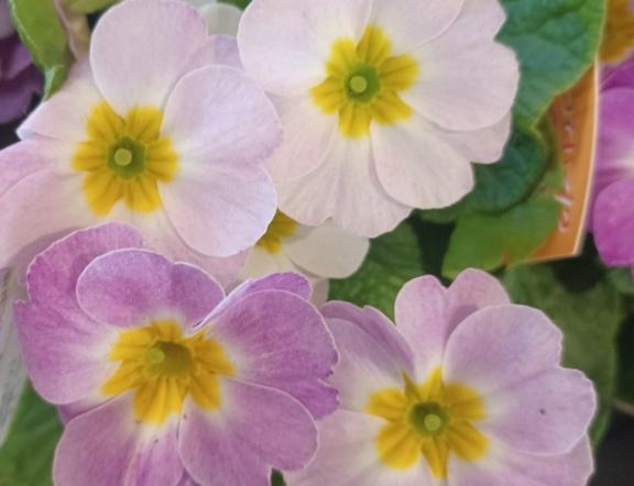 おはようございます☺️✨✨