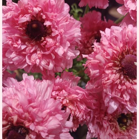 おはようございます☺️✨✨