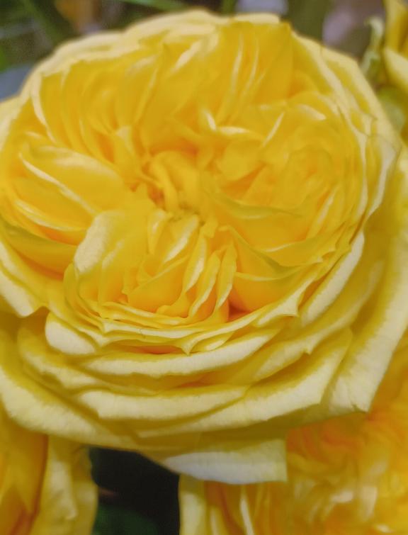 おはようございます☺️✨✨