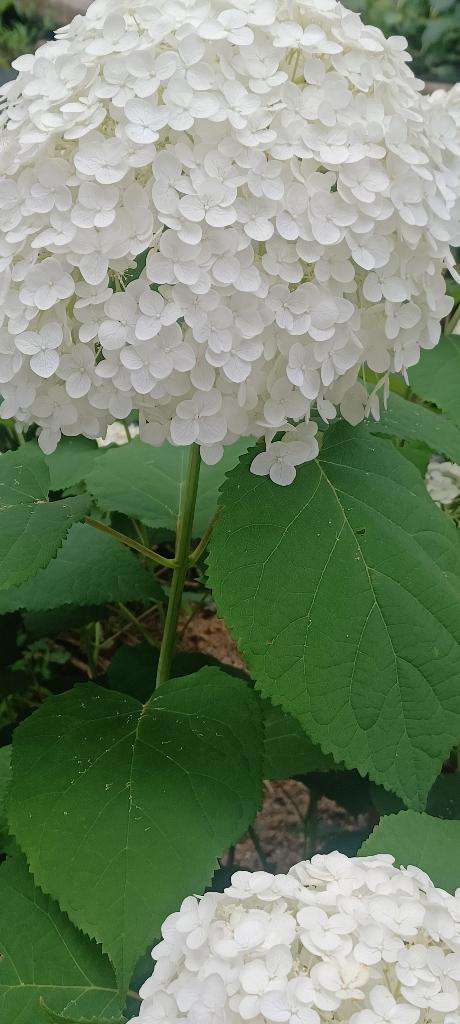 おはようございます☺️✨✨