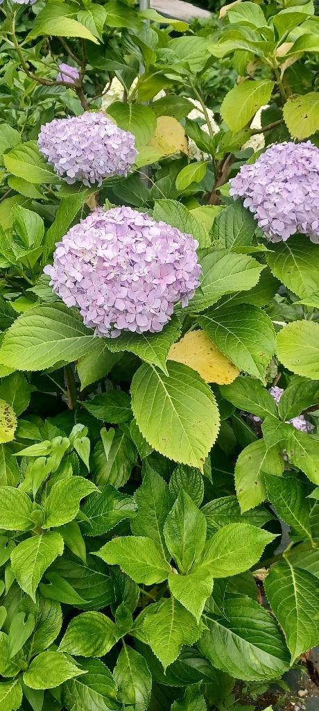 おはようございます☺️✨✨
