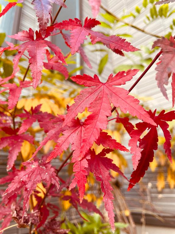 ありがとうございます