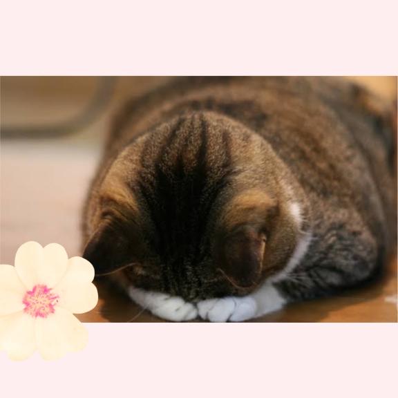 今日は