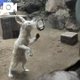 犬猫以外で飼いたい動物は？🦊