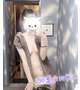 ねこあや降臨
