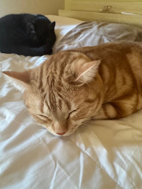 おやすみなさい♥️