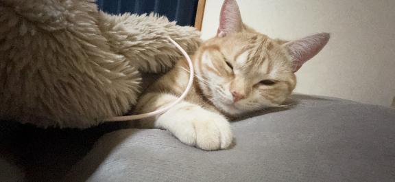 おやすみなさい😌😌