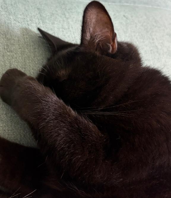 おやすみ🐈‍⬛
