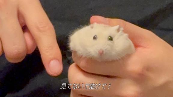 よわよわよぞらちゃん