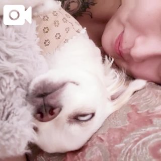 🌻チワワのフーたん