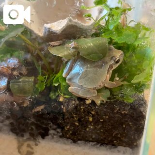 昨日見つけた🐸⚠️