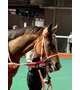 競馬プロお兄様お礼